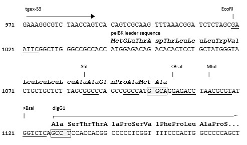 TEGX-HC-dG1-Zeo cloning site